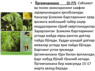 • Ўргимчаккана (2-77). Сабзавот
ва полиз экинларининг хавфли
зараркунандаси исобланади.ҳ
Каналар ўсимлик баргларининг ор ақ
исмига жойлашиб тайёр озу ақ қ
моддаларини сўриб ов атланадилар.қ
Зарарланган ўсимлик баргларининг
устида майда о иш рангли до ларқ ғ
пайдо бўлади. Худди шундай до ларғ
мевалар устида ам пайдо бўлади.ҳ
Баргнинг устки исмидақ
ўргимчаккана тўри билан опланади.қ
Барг нобуд бўлиб тўкилиб кетади.
Ўргимчаккана бир мавсумда 15-17
марта авлод беради.
 
