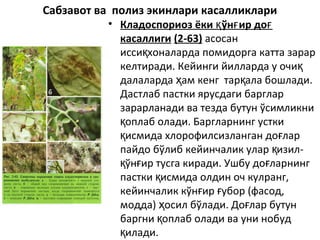 • Кладоспориоз ёки ўн ир доқ ғ ғ
касаллиги (2-63) асосан
исси хоналарда помидорга катта зарарқ
келтиради. Кейинги йилларда у очиқ
далаларда ам кенг тар ала бошлади.ҳ қ
Дастлаб пастки ярусдаги барглар
зарарланади ва тезда бутун ўсимликни
оплаб олади. Баргларнинг усткиқ
исмида хлорофилсизланган до ларқ ғ
пайдо бўлиб кейинчалик улар изил-қ
ўн ир тусга киради. Ушбу до ларнингқ ғ ғ
пастки исмида олдин оч кулранг,қ
кейинчалик кўн ир убор (фасод,ғ ғ
модда) осил бўлади. До лар бутунҳ ғ
баргни оплаб олади ва уни нобудқ
илади.қ
Сабзавот ва полиз экинлари касалликлари
 