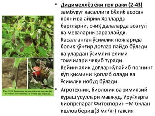 • Дидимеллёз ёки поя раки (2-43)
замбуруг касаллиги бўлиб асосан
пояни ва айрим оллардаҳ
баргларни, очи далаларда эса гулқ
ва меваларни зарарлайди.
Касалланган ўсимлик пояларида
боси ўн ир до лар пайдо бўладиқ қ ғ ғ
ва улардан ўсимлик елими
томчилари чи иб туради.қ
Кейинчалик до лар кўпайиб поянингғ
кўп исмини оплаб олади вақ қ
ўсимлик нобуд бўлади.
• Агротехник, биологик ва химиявий
кураш усуллари мавжуд. Уру ларгағ
биопрепарат Фитоспорин –М билан
ишлов бериш(3 мл/кг) тавсия
 