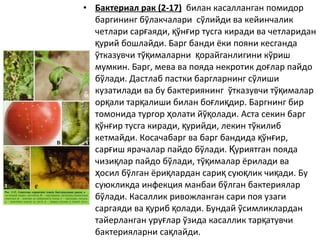 • Бактериал рак (2-17) билан касалланган помидор
баргининг бўлакчалари сўлийди ва кейинчалик
четлари сар аяди, ўн ир тусга киради ва четлариданғ қ ғ
урий бошлайди. Барг банди ёки пояни кесгандақ
ўтказувчи тў ималарни орайганлигини кўришқ қ
мумкин. Барг, мева ва пояда некротик до лар пайдоғ
бўлади. Дастлаб пастки баргларнинг сўлиши
кузатилади ва бу бактериянинг ўтказувчи тў ималарқ
ор али тар алиши билан бо ли дир. Баргнинг бирқ қ ғ қ
томонида тургор олати йў олади. Аста секин баргҳ қ
ўн ир тусга киради, урийди, лекин тўкилибқ ғ қ
кетмайди. Косачабарг ва барг бандида ўн ир,қ ғ
сар иш ярачалар пайдо бўлади. уриятган поядағ Қ
чизи лар пайдо бўлади, тў ималар ёрилади вақ қ
осил бўлган ёри лардан сари сую лик чи ади. Буҳ қ қ қ қ
суюкликда инфекция манбаи бўлган бактериялар
бўлади. Касаллик ривожланган сари поя узаги
саргаяди ва уриб олади. Бундай ўсимликларданқ қ
тайерланган уру лар ўзида касаллик тар атувчиғ қ
бактерияларни са лайди.қ
 
