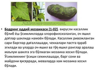 • Бодринг оддий мозаикаси (1-02). вирусли касаллик
бўлиб ёш ўсимликларда хлорофилсизланган, оч яшил
до лар шаклида намоён бўлади. Касаллик ривожланганғ
сари барглар да аллашади, чеккалари пастга арабғ қ
эгилади ва уларда оч-яшил ва тў -яшил ранглар аралашқ
маълум шаклга эга бўлмаган мозаика хосил бўлади.
Ўсимликнинг ўсиши секинлашади, барг сони ва
майдони ис аради, меваларда хам мозаика хосилқ қ
бўлади.
 