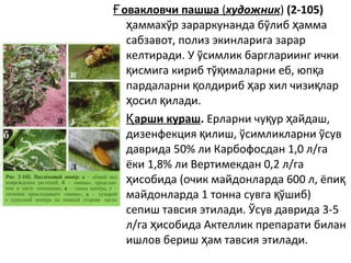 овакловчи пашшаҒ (художник) (2-105)
аммахўр зараркунанда бўлиб аммаҳ ҳ
сабзавот, полиз экинларига зарар
келтиради. У ўсимлик барглариинг ички
исмига кириб тў ималарни еб, юп ақ қ қ
пардаларни олдириб ар хил чизи ларқ ҳ қ
осил илади.ҳ қ
• арши курашҚ . Ерларни чу ур айдаш,қ ҳ
дизенфекция илиш, ўсимликларни ўсувқ
даврида 50% ли Карбофосдан 1,0 л/га
ёки 1,8% ли Вертимекдан 0,2 л/га
исобида (очик майдонларда 600 л, ёпиҳ қ
майдонларда 1 тонна сувга ўшиб)қ
сепиш тавсия этилади. Ўсув даврида 3-5
л/га исобида Актеллик препарати биланҳ
ишлов бериш ам тавсия этилади.ҳ
 