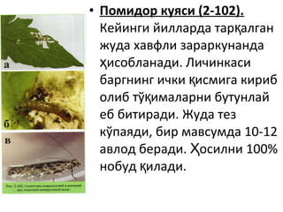 • Помидор куяси (2-102).
Кейинги йилларда тар алганқ
жуда хавфли зараркунанда
исобланади. Личинкасиҳ
баргнинг ички исмига кирибқ
олиб тў ималарни бутунлайқ
еб битиради. Жуда тез
кўпаяди, бир мавсумда 10-12
авлод беради. осилни 100%Ҳ
нобуд илади.қ
 