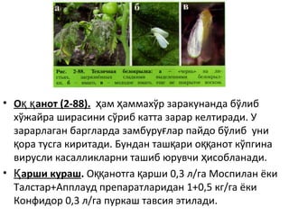 • О анот (2-88).қ қ ам аммахўр заракунанда бўлибҳ ҳ
хўжайра ширасини сўриб катта зарар келтиради. У
зарарлаган баргларда замбуру лар пайдо бўлиб униғ
ора тусга киритади. Бундан таш ари о анот кўпгинақ қ ққ
вирусли касалликларни ташиб юрувчи исобланади.ҳ
• арши курашҚ . О анотга арши 0,3 л/га Моспилан ёкиққ қ
Талстар+Апплауд препаратларидан 1+0,5 кг/га ёки
Конфидор 0,3 л/га пуркаш тавсия этилади.
 