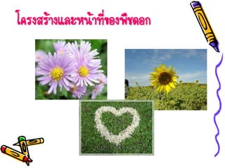 โครงสร้างและหน้าที่ของพืชดอก
 