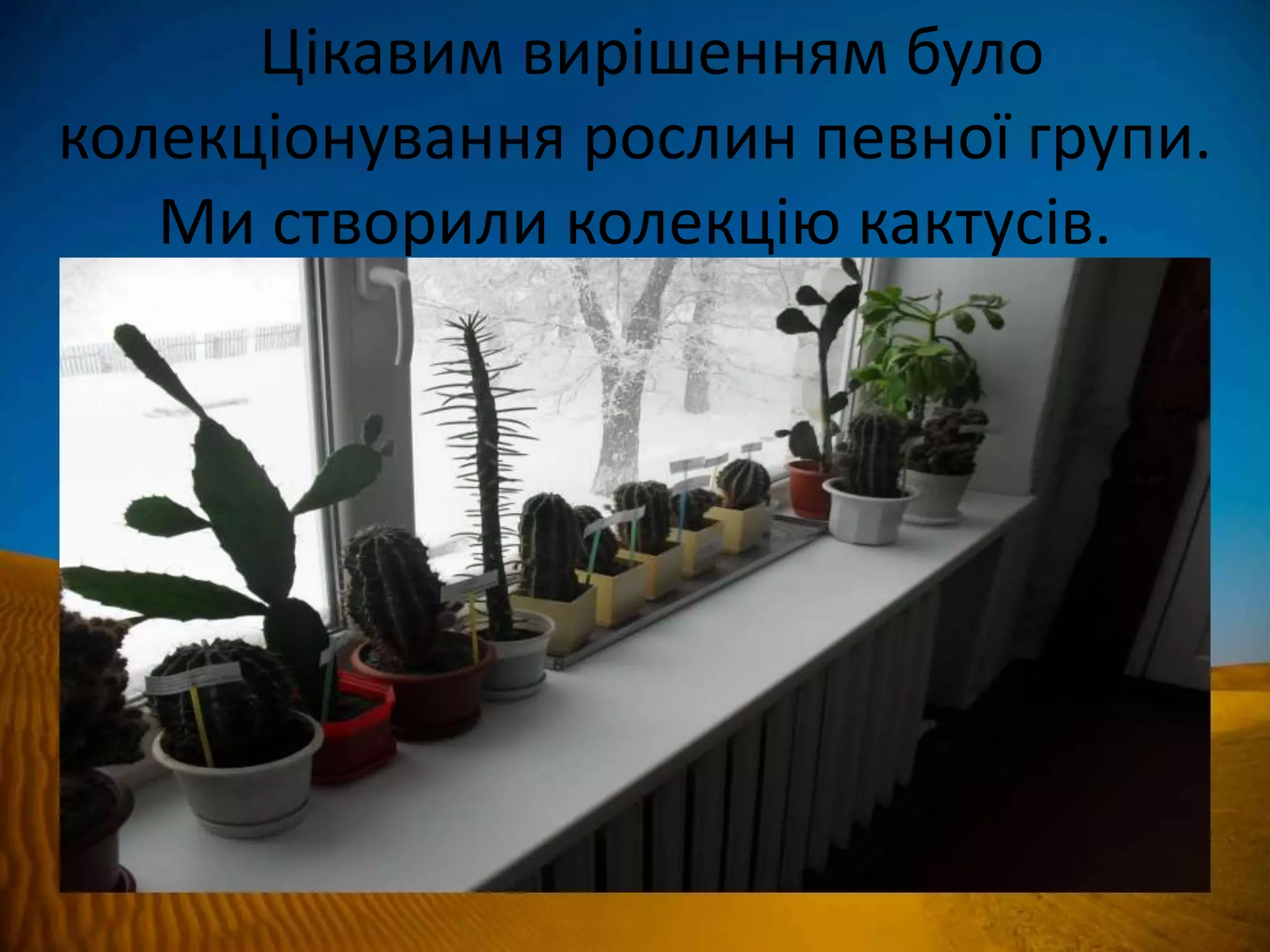 Цікавим вирішенням було
колекціонування рослин певної групи.
Ми створили колекцію кактусів.
 