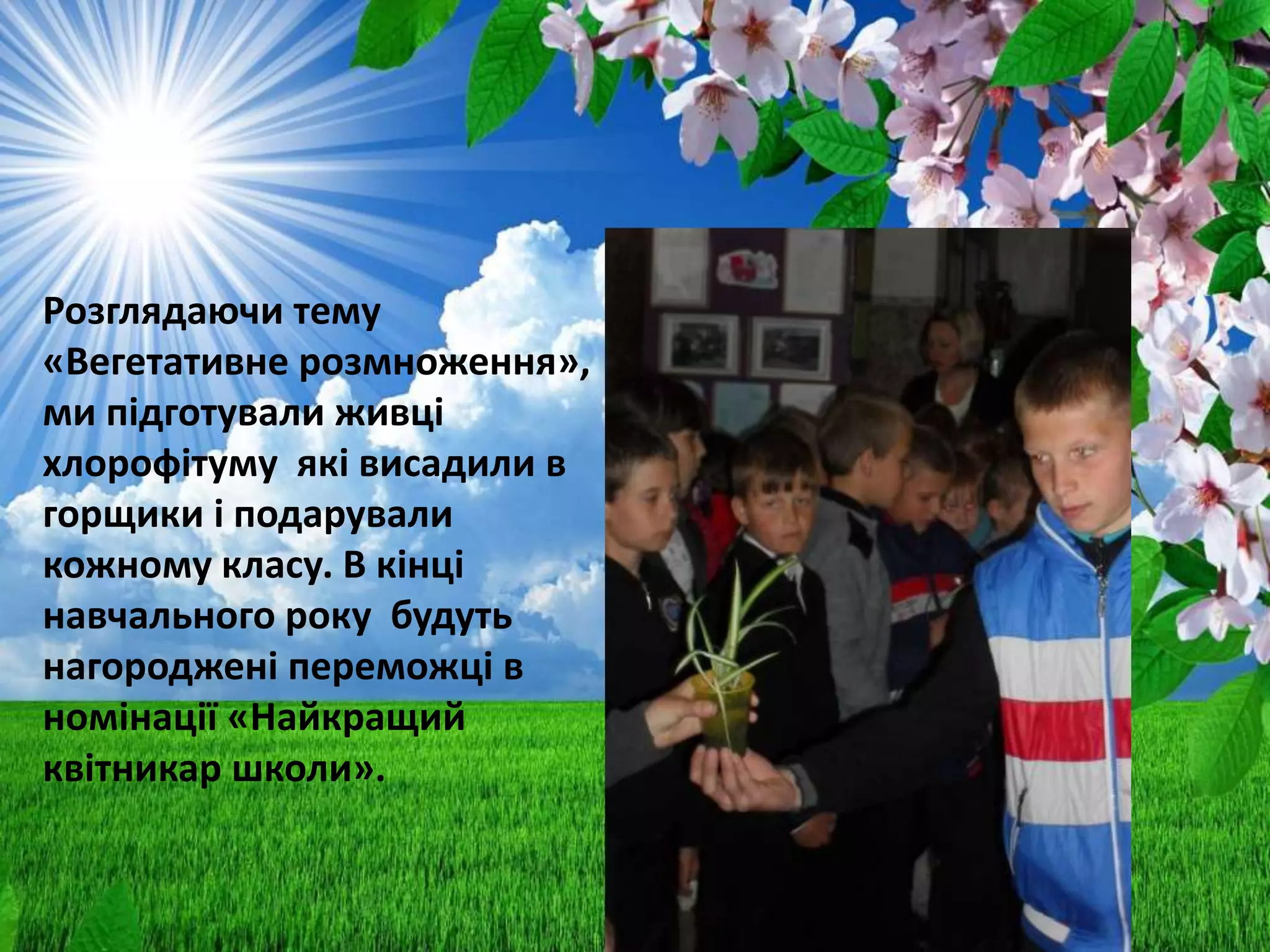 Розглядаючи тему
«Вегетативне розмноження»,
ми підготували живці
хлорофітуму які висадили в
горщики і подарували
кожному класу. В кінці
навчального року будуть
нагороджені переможці в
номінації «Найкращий
квітникар школи».
 