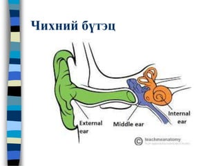 Чихний бүтэц
 