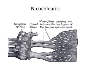 N.cochlearis:
 