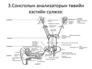 3.Сонсголын анализаторын төвийн
хэсгийн сүлжээ:
 