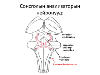 Сонсголын анализаторын
нейронууд:
 
