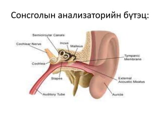 Сонсголын анализаторийн бүтэц:
 