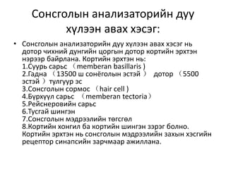 Сонсголын анализаторийн дуу
хүлээн авах хэсэг:
• Сонсголын анализаторийн дуу хүлээн авах хэсэг нь
дотор чихний дунгийн цоргын дотор кортийн эрхтэн
нэрээр байрлана. Кортийн эрхтэн нь:
1.Суурь сарьс （memberan basillaris )
2.Гадна （13500 ш сонёголын эстэй ） дотор （5500
эстэй ）тулгуур эс
3.Сонсголын сормос （hair cell )
4.Бүрхүүл сарьс （memberan tectoria）
5.Рейснеровийн сарьс
6.Тусгай шингэн
7.Сонсголын мэдрээлийн төгсгөл
8.Кортийн хонгил ба кортийн шингэн зэрэг болно.
Кортийн эрхтэн нь сонсголын мэдрээлийн захын хэсгийн
рецептор синапсийн зарчмаар ажиллана.
 