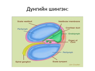 Дунгийн шингэн:
 