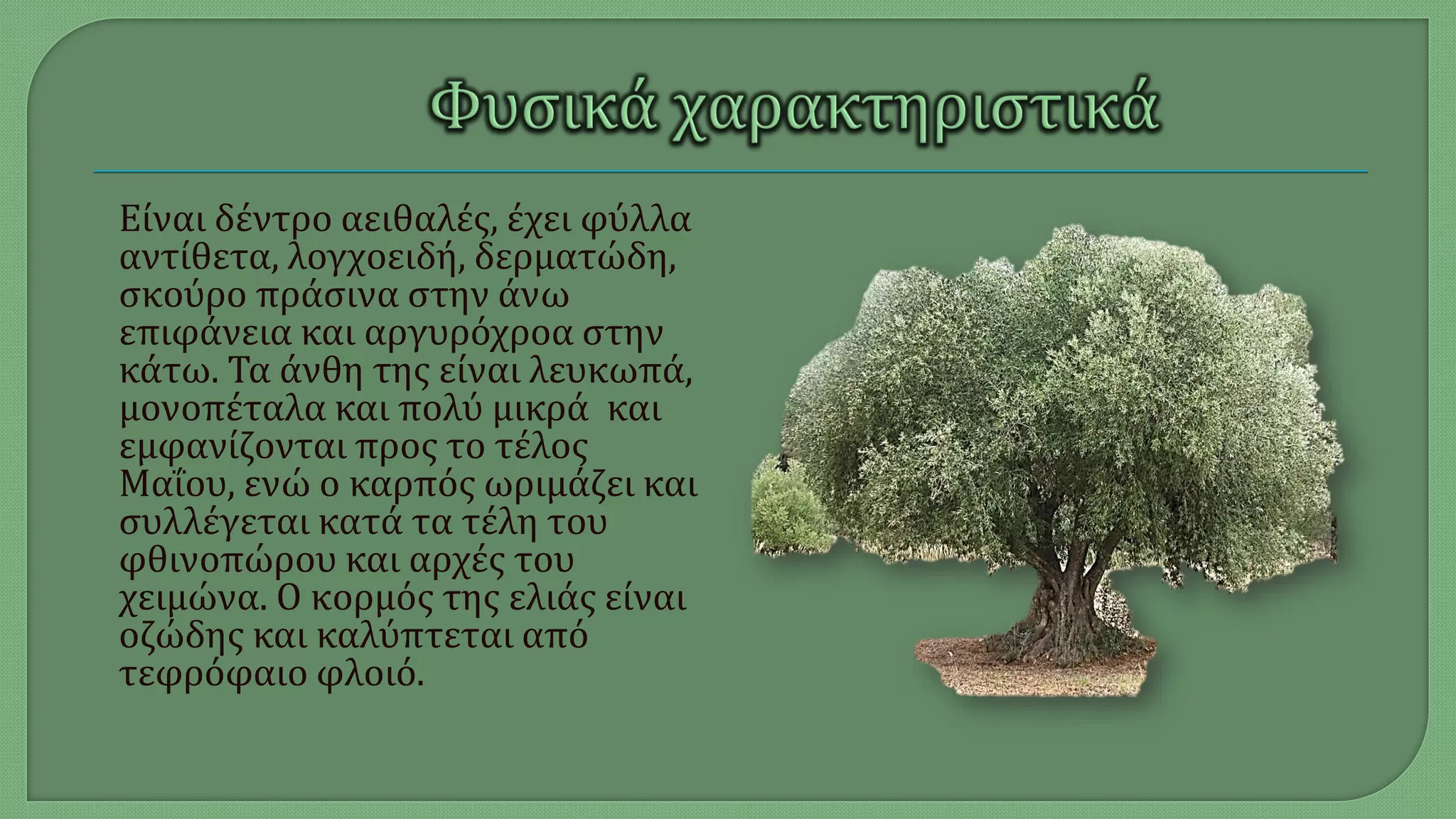 Είναι δέντρο αειθαλές, έχει φύλλα
αντίθετα, λογχοειδή, δερματώδη,
σκούρο πράσινα στην άνω
επιφάνεια και αργυρόχροα στην
κάτω. Τα άνθη της είναι λευκωπά,
μονοπέταλα και πολύ μικρά και
εμφανίζονται προς το τέλος
Μαΐου, ενώ ο καρπός ωριμάζει και
συλλέγεται κατά τα τέλη του
φθινοπώρου και αρχές του
χειμώνα. Ο κορμός της ελιάς είναι
οζώδης και καλύπτεται από
τεφρόφαιο φλοιό.
 