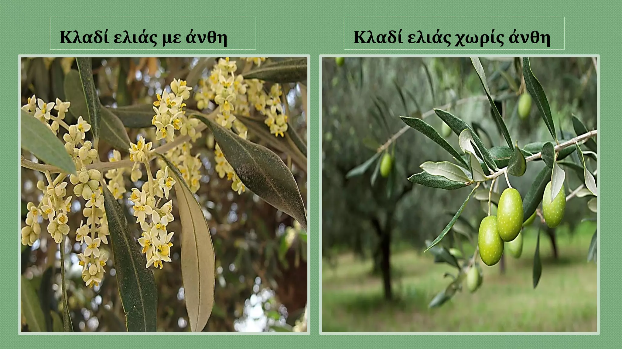 Κλαδί ελιάς με άνθη Κλαδί ελιάς χωρίς άνθη
 
