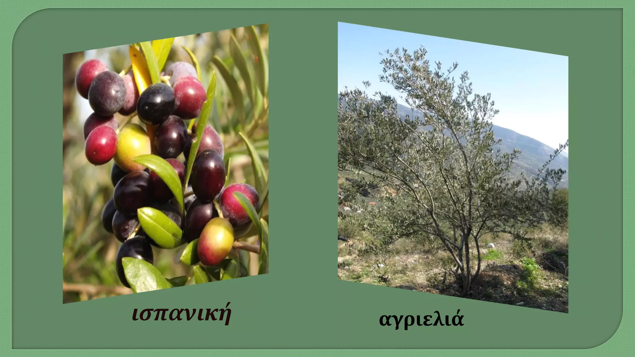 αγριελιάισπανική
 