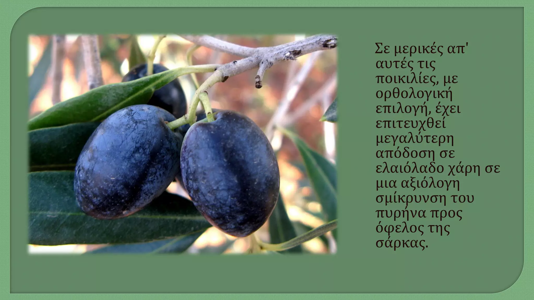 Σε μερικές απ'
αυτές τις
ποικιλίες, με
ορθολογική
επιλογή, έχει
επιτευχθεί
μεγαλύτερη
απόδοση σε
ελαιόλαδο χάρη σε
μια αξιόλογη
σμίκρυνση του
πυρήνα προς
όφελος της
σάρκας.
 