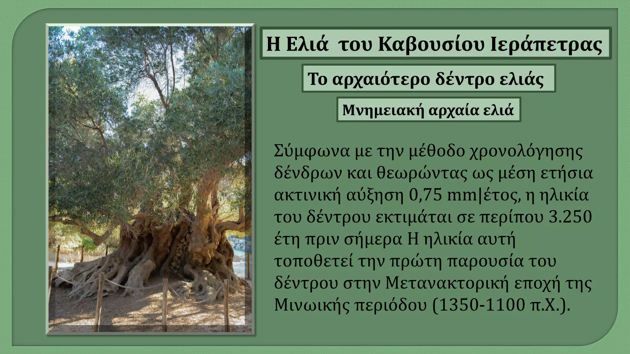 Η Ελιά του Καβουσίου Ιεράπετρας
Σύμφωνα με την μέθοδο χρονολόγησης
δένδρων και θεωρώντας ως μέση ετήσια
ακτινική αύξηση 0,75 mm|έτος, η ηλικία
του δέντρου εκτιμάται σε περίπου 3.250
έτη πριν σήμερα Η ηλικία αυτή
τοποθετεί την πρώτη παρουσία του
δέντρου στην Μετανακτορική εποχή της
Μινωικής περιόδου (1350-1100 π.Χ.).
Το αρχαιότερο δέντρο ελιάς
Μνημειακή αρχαία ελιά
 