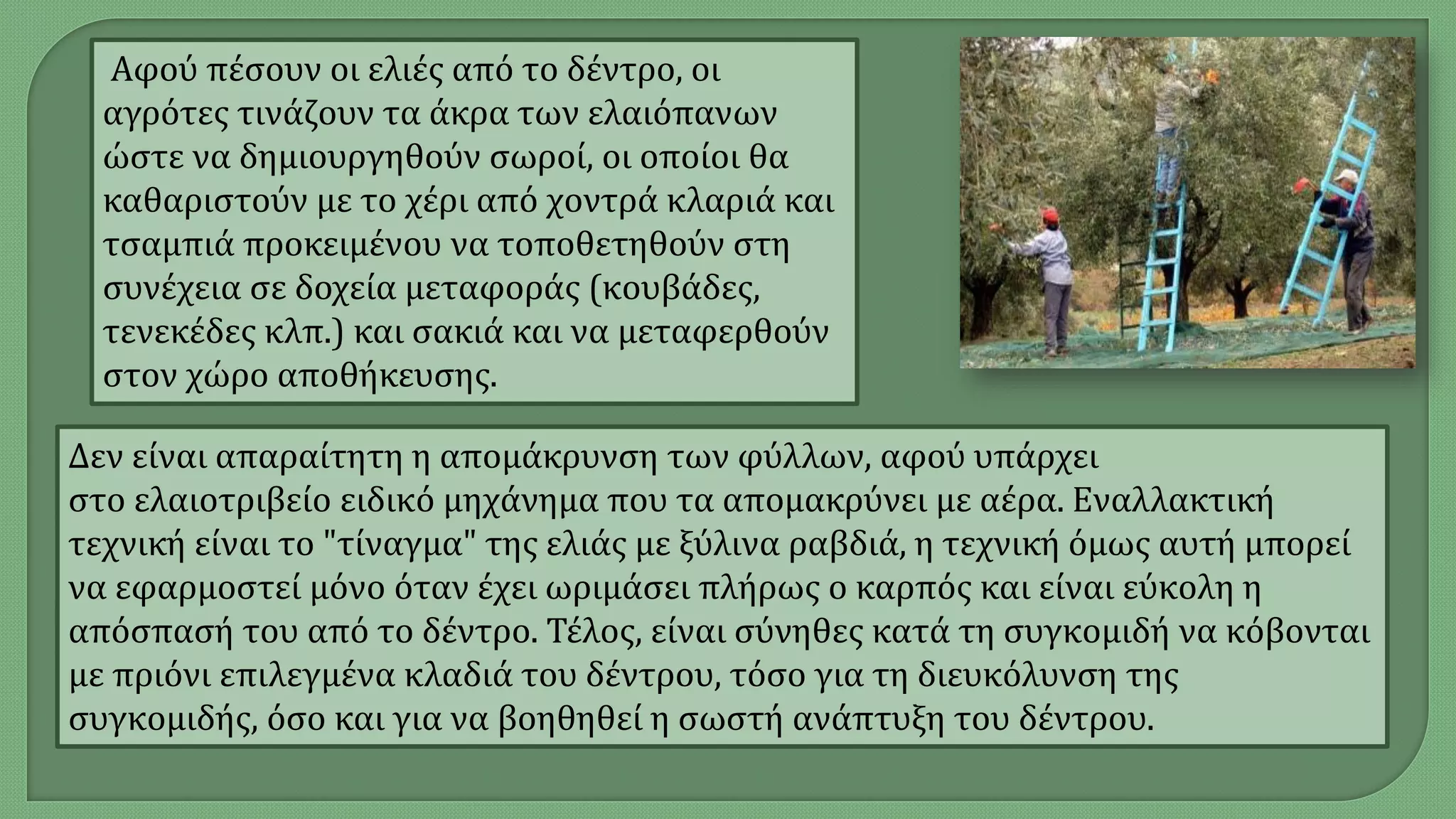 Αφού πέσουν οι ελιές από το δέντρο, οι
αγρότες τινάζουν τα άκρα των ελαιόπανων
ώστε να δημιουργηθούν σωροί, οι οποίοι θα
καθαριστούν με το χέρι από χοντρά κλαριά και
τσαμπιά προκειμένου να τοποθετηθούν στη
συνέχεια σε δοχεία μεταφοράς (κουβάδες,
τενεκέδες κλπ.) και σακιά και να μεταφερθούν
στον χώρο αποθήκευσης.
Δεν είναι απαραίτητη η απομάκρυνση των φύλλων, αφού υπάρχει
στο ελαιοτριβείο ειδικό μηχάνημα που τα απομακρύνει με αέρα. Εναλλακτική
τεχνική είναι το "τίναγμα" της ελιάς με ξύλινα ραβδιά, η τεχνική όμως αυτή μπορεί
να εφαρμοστεί μόνο όταν έχει ωριμάσει πλήρως ο καρπός και είναι εύκολη η
απόσπασή του από το δέντρο. Τέλος, είναι σύνηθες κατά τη συγκομιδή να κόβονται
με πριόνι επιλεγμένα κλαδιά του δέντρου, τόσο για τη διευκόλυνση της
συγκομιδής, όσο και για να βοηθηθεί η σωστή ανάπτυξη του δέντρου.
 