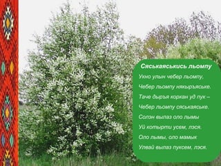 Сяськаяськись льомпу
Укно улын чебер льомпу,
Чебер льомпу някыръяське.
Таче дыръя коркан уд пук –
Чебер льомпу сяськаяське.
Солэн вылаз оло лымы
Уй котырти усем, лэся.
Оло лымы, оло мамык
Улвай вылаз пуксем, лэся.
 