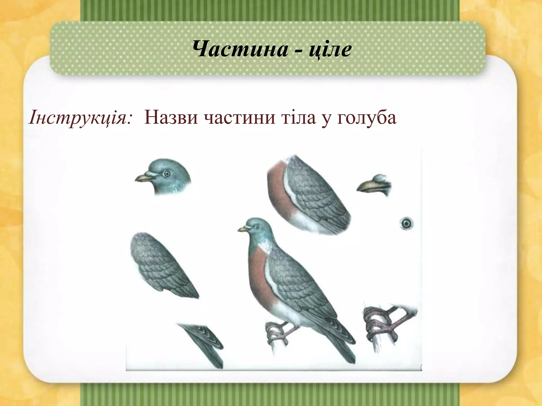 Частина - ціле
Інструкція: Назви частини тіла у голуба
 