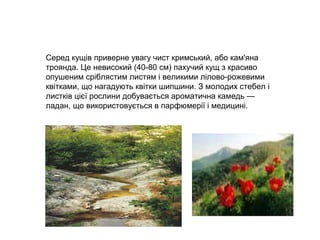 Серед кущів приверне увагу чист кримський, або кам'яна
троянда. Це невисокий (40-80 см) пахучий кущ з красиво
опушеним сріблястим листям і великими лілово-рожевими
квітками, що нагадують квітки шипшини. З молодих стебел і
листків цієї рослини добувається ароматична камедь —
ладан, що використовується в парфюмерії і медицині.
 