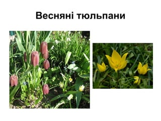Весняні тюльпани
 