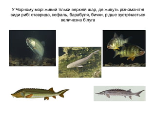 У Чорному морі живий тільки верхній шар, де живуть різноманітні
види риб: ставрида, кефаль, барабуля, бички, рідше зустрічається
величезна білуга
 