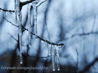 Сосульки-սառցալեզվակներ
 