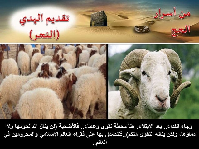 Email: machchate @yahoo.fr
Facebook: machchate noureddine