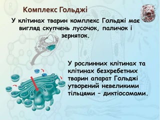 У клітинах тварин комплекс Гольджі має
вигляд скупчень лусочок, паличок і
зерняток.
Комплекс Гольджі
У рослинних клітинах та
клітинах безхребетних
тварин апарат Гольджі
утворений невеликими
тільцями – диктіосомами.
 