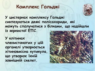 Комплекс Гольджі
У клітинах
членистоногих у цій
органелі утворюється
хітиновмісна кутикула,
що утворює їхній
зовнішній скелет.
У цистернах комплексу Гольджі
синтезуються деякі полісахариди, які
можуть сполучатися з білками, що надійшли
із зернистої ЕПС.
 
