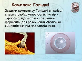 Завдяки комплексу Гольджі в голівці
сперматозоїда утворюється утвір –
акросома, що містить спеціальні
ферменти для розчинення оболонки
яйцеклітини під час запліднення.
Комплекс Гольджі
 
