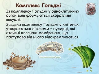 Із комплексу Гольджі у одноклітинних
організмів формуються скоротливі
вакуолі.
Завдяки комплексу Гольджі у клітинах
утворюються лізосоми – пухирці, які
оточені власною мембраною, що
поступово від нього відокремлюються.
Комплекс Гольджі
 