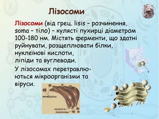 Лізосоми (від грец. lisis – розчинення,
soma – тіло) – кулясті пухирці діаметром
100-180 нм. Містять ферменти, що здатні
руйнувати, розщеплювати білки,
нуклеїнові кислоти,
ліпіди та вуглеводи.
У лізосомах перетравлю-
ються мікроорганізми та
віруси.
Лізосоми
 