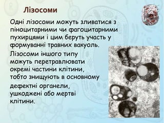 Одні лізосоми можуть зливатися з
піноцитарними чи фагоцитарними
пухирцями і цим беруть участь у
формуванні травних вакуоль.
Лізосоми іншого типу
можуть перетравлювати
окремі частини клітини,
тобто знищують в основному
дефектні органели,
ушкоджені або мертві
клітини.
Лізосоми
 