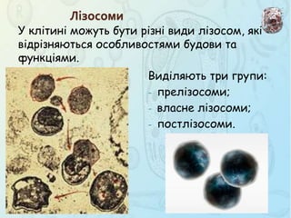 У клітині можуть бути різні види лізосом, які
відрізняються особливостями будови та
функціями.
Лізосоми
Виділяють три групи:
- прелізосоми;
- власне лізосоми;
- постлізосоми.
 