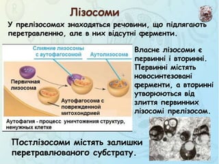 Лізосоми
У прелізосомах знаходяться речовини, що підлягають
перетравленню, але в них відсутні ферменти.
Власне лізосоми є
первинні і вторинні.
Первинні містять
новосинтезовані
ферменти, а вторинні
утворюються від
злиття первинних
лізосомі прелізосом.
Постлізосоми містять залишки
перетравлюваного субстрату.
 
