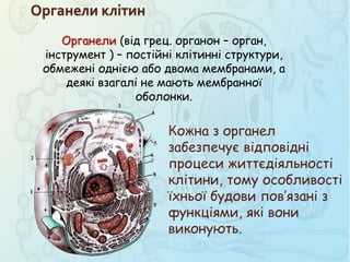 Органели клітин
Органели (від грец. органон – орган,
інструмент ) – постійні клітинні структури,
обмежені однією або двома мембранами, а
деякі взагалі не мають мембранної
оболонки.
Кожна з органел
забезпечує відповідні
процеси життєдіяльності
клітини, тому особливості
їхньої будови пов’язані з
функціями, які вони
виконують.
 