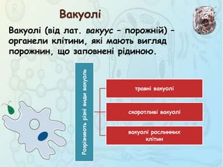 Вакуолі
Вакуолі (від лат. вакуус – порожній) –
органели клітини, які мають вигляд
порожнин, що заповнені рідиною.
Розрізняютьрізнівидивакуоль
травні вакуолі
скоротливі вакуолі
вакуолі рослинних
клітин
 