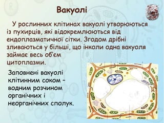 У рослинних клітинах вакуолі утворюються
із пухирців, які відокремлюються від
ендоплазматичної сітки. Згодом дрібні
зливаються у більші, що інколи одна вакуоля
займає весь об’єм
цитоплазми.
Заповнені вакуолі
клітинним соком –
водним розчином
органічних і
неорганічних сполук.
Вакуолі
 