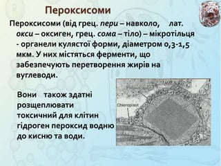 Пероксисоми
Пероксисоми (від грец. пери – навколо, лат.
окси – оксиген, грец. сома – тіло) – мікротільця
- органели кулястої форми, діаметром 0,3-1,5
мкм. У них містяться ферменти, що
забезпечують перетворення жирів на
вуглеводи.
Вони також здатні
розщеплювати
токсичний для клітин
гідроген пероксид водню
до кисню та води.
 
