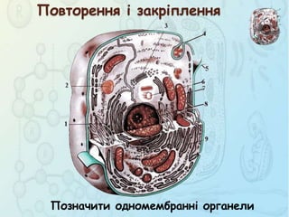 Повторення і закріплення
Позначити одномембранні органели
 