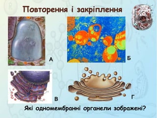 Повторення і закріплення
Які одномембранні органели зображені?
А
ГВ
Б
 