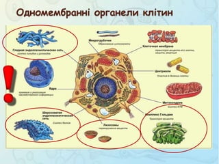Одномембранні органели клітин
 