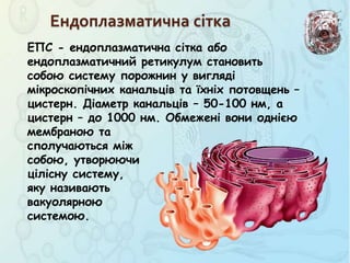 ЕПС - ендоплазматична сітка або
ендоплазматичний ретикулум становить
собою систему порожнин у вигляді
мікроскопічних канальців та їхніх потовщень –
цистерн. Діаметр канальців – 50-100 нм, а
цистерн – до 1000 нм. Обмежені вони однією
мембраною та
сполучаються між
собою, утворюючи
цілісну систему,
яку називають
вакуолярною
системою.
Ендоплазматична сітка
 