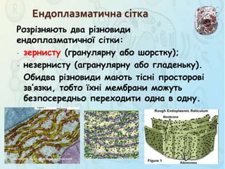 Розрізняють два різновиди
ендоплазматичної сітки:
- зернисту (гранулярну або шорстку);
- незернисту (агранулярну або гладеньку).
Обидва різновиди мають тісні просторові
зв’язки, тобто їхні мембрани можуть
безпосередньо переходити одна в одну.
Ендоплазматична сітка
 