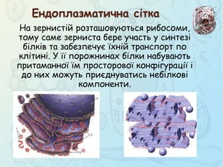 На зернистій розташовуються рибосоми,
тому саме зерниста бере участь у синтезі
білків та забезпечує їхній транспорт по
клітині. У її порожнинах білки набувають
притаманної їм просторової конфігурації і
до них можуть приєднуватись небілкові
компоненти.
Ендоплазматична сітка
 