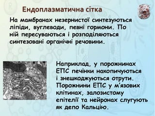 На мамбранах незернистої синтезуються
ліпіди, вуглеводи, певні гормони. По
ній пересуваються і розподіляються
синтезовані органічні речовини.
Ендоплазматична сітка
Наприклад, у порожнинах
ЕПС печінки накопичуються
і знешкоджуються отрути.
Порожнини ЕПС у м’язових
клітинах, залозистому
епітелії та нейронах слугують
як депо Кальцію.
 